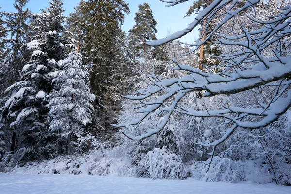 Stora Träd Skog Och Snö Grenar Som Fångas Vintertid — Stockfoto