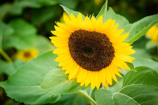 Primo Piano Selettivo Dei Girasoli Fiore All Aperto — Foto Stock