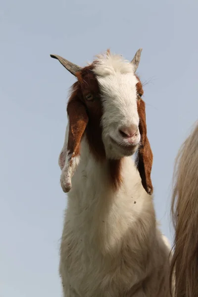 Vertikální Záběr Kozy Bílou Hnědou Srstí Zachycenou Farmě — Stock fotografie