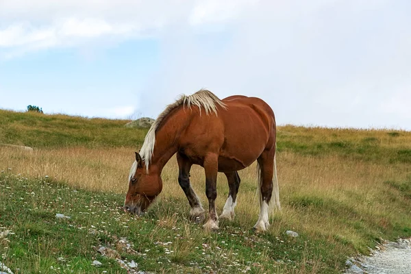 Selektiv Fokus Hjord Vilda Hästar Ston Och Föl Andorras Pyrenéerna — Stockfoto