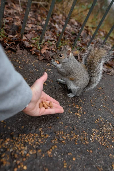 Tiro Perto Uma Pessoa Alimentando Esquilo Chão — Fotografia de Stock