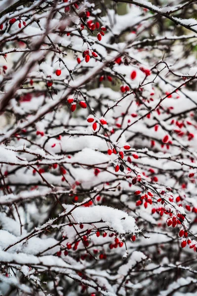 Eine Selektive Fokusaufnahme Schneebedeckter Blühender Hagebuttenpflanzen Einem Wintertag — Stockfoto