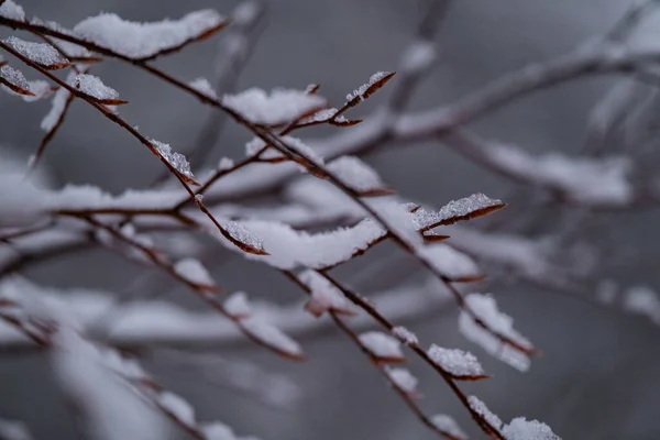 Primer Plano Nieve Las Ramas Del Árbol — Foto de Stock