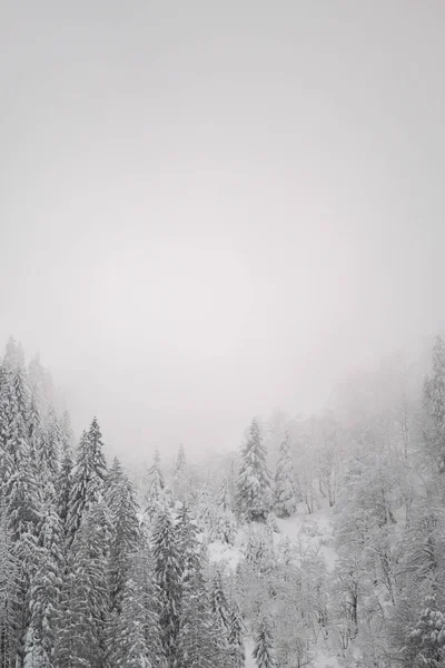 Vertical Shot Feldberg Black Forest Covered Snow Fog Germany — Stock Photo, Image
