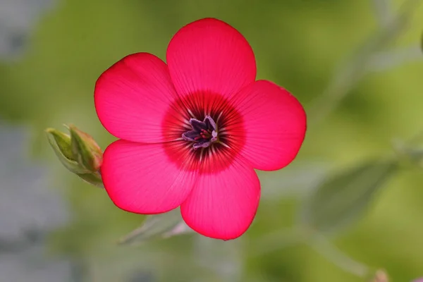 緋色の真紅の亜麻の鮮やかな花の終わり 緑の背景にリナムグラニダフラム — ストック写真