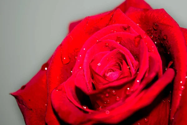 Primo Piano Gocce Acqua Una Rosa Rossa Brillante Uno Sfondo — Foto Stock