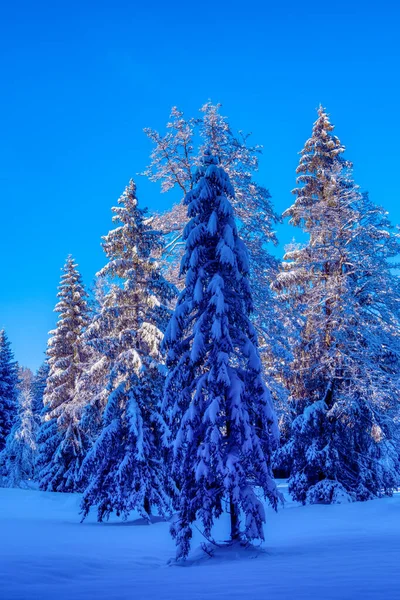 Vertikal Bild Snöig Skog Vinterdag — Stockfoto