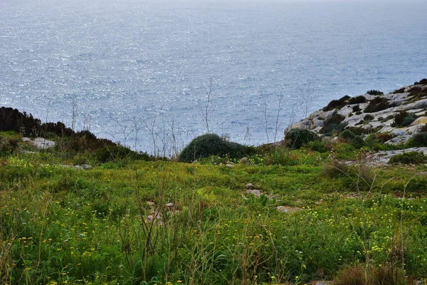 海岸の崖の端に生えている新鮮な緑の草の高い角度のショット — ストック写真