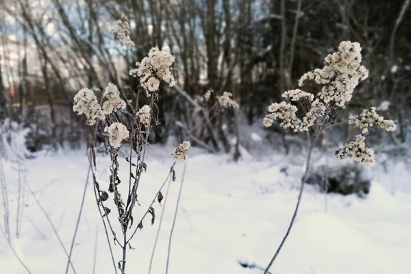 Gros Plan Fleurs Blanches Hiver Dans Une Forêt Enneigée Sur — Photo