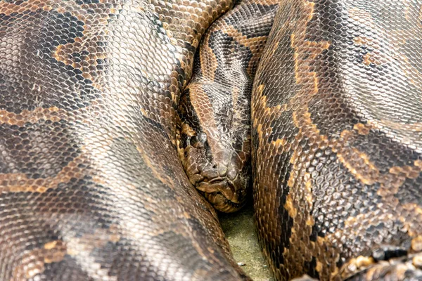 Närbild Den Kungliga Pytonormen Python Regius Ligger Vriden Marken — Stockfoto