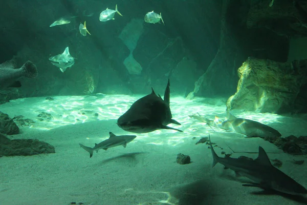 Los Peces Tiburones Bajo Agua Acuario Natural —  Fotos de Stock