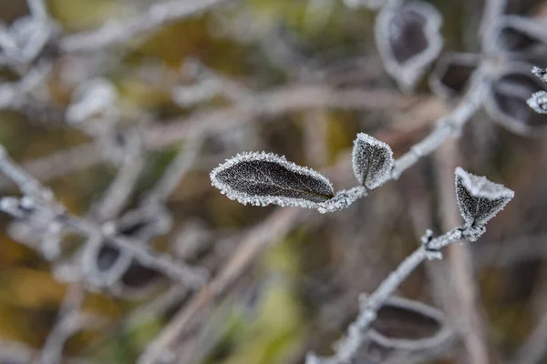 Detailní Záběr Zmrzlých Rostlin — Stock fotografie