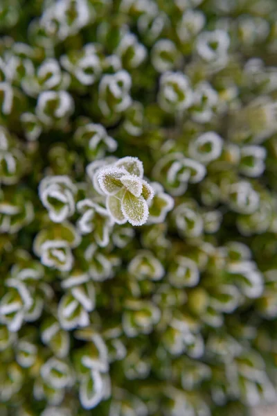 冰冻植物的特写镜头 — 图库照片