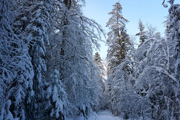 Skog Med Många Stora Träd Täckta Med Snö Den Klara — Stockfoto