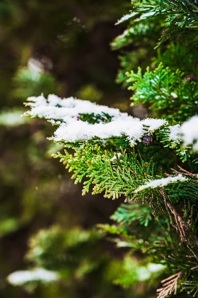 Enfoque Selectivo Las Ramas Coníferas Cubiertas Nieve —  Fotos de Stock