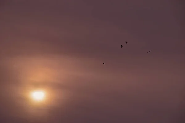 Een Shot Van Vogels Vliegend Een Sombere Lucht Bij Zonsondergang — Stockfoto
