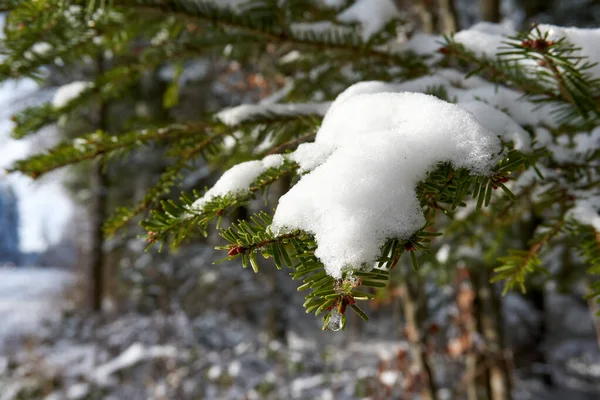 Eine Selektive Fokusaufnahme Von Einem Ast Und Schnee Auf Einem — Stockfoto