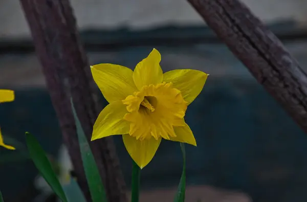 Enfoque Selectivo Narciso Amarillo Capturado Jardín —  Fotos de Stock
