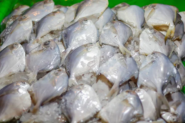 Группа Свежей Замороженной Рыбы Рынке — стоковое фото