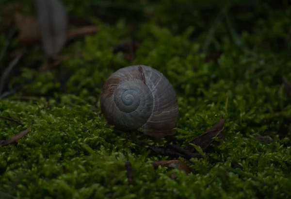 森の緑の植物にカタツムリのクローズアップショット — ストック写真