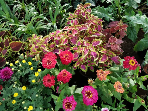 Hermosas Flores Plantas Colores Parque Durante Día — Foto de Stock