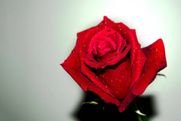 Primo Piano Gocce Acqua Una Rosa Rossa Brillante Uno Sfondo — Foto Stock