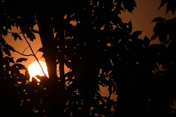 Nízký Úhel Záběru Siluety Listí Stromu Zachyceného Při Západu Slunce — Stock fotografie