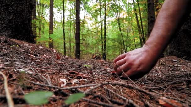 Die Hand Eines Mannes Beim Sammeln Eines Essbaren Pilzes Inmitten — Stockvideo