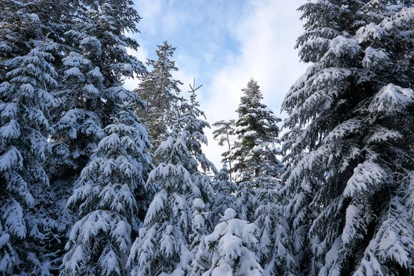 Низкоугольный Снимок Больших Деревьев Ветвями Покрытыми Снегом — стоковое фото