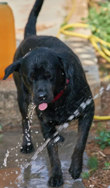 Чорний Лабрадор Ретривер Собака Грає Водою Парку — стокове фото