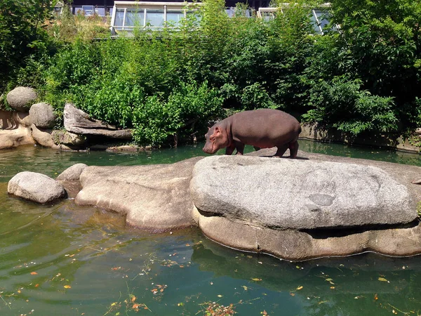 Big Hippopotamus Standing Big Rock Middle Pond — Zdjęcie stockowe