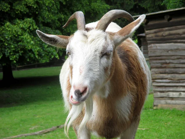 Portrait Goat Brown Fur White Beard Standing — Stock Photo, Image