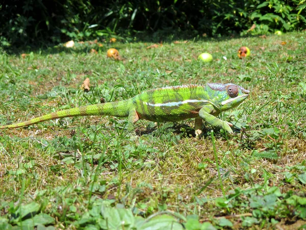 Ein Grünes Chamäleon Veränderte Seine Farbe Wegen Des Grünen Grases — Stockfoto