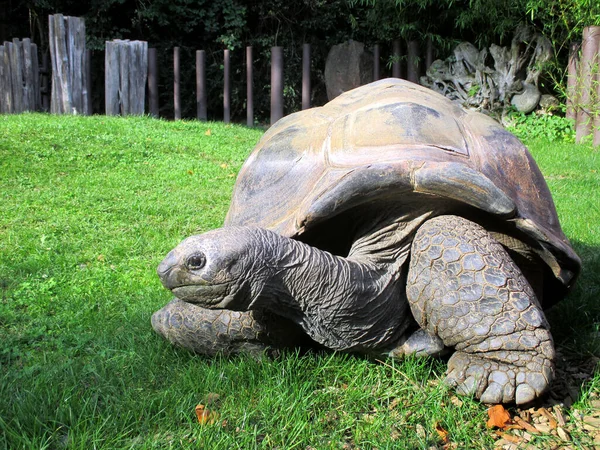 外側の緑の芝生の上に座っている古い大きなガラパゴスカメ — ストック写真