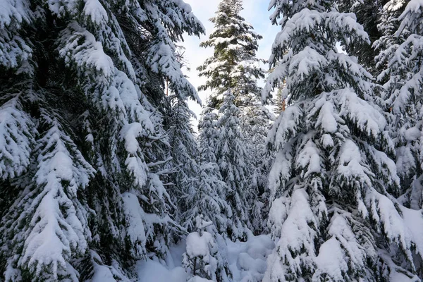 Vertikal Bild Ett Stort Träd Skog Fullt Täckt Med Snö — Stockfoto