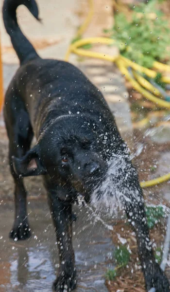 Ein Schwarzer Labrador Retriever Hund Spielt Mit Wasser Einem Park — Stockfoto