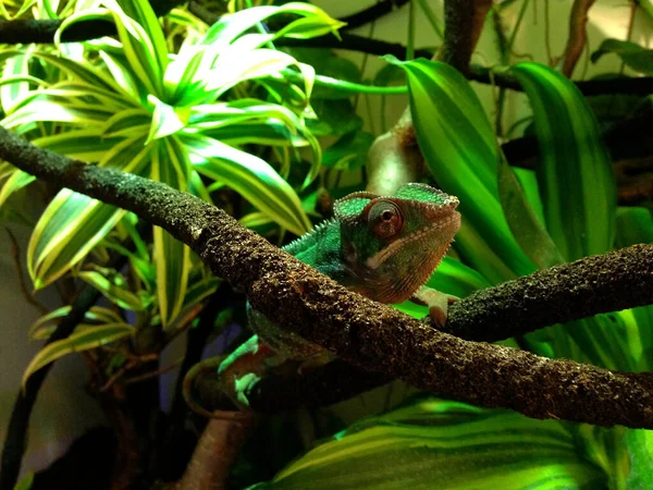 Green Chameleon Sitting Tree Branch Tropical Enviroment — Stock Photo, Image