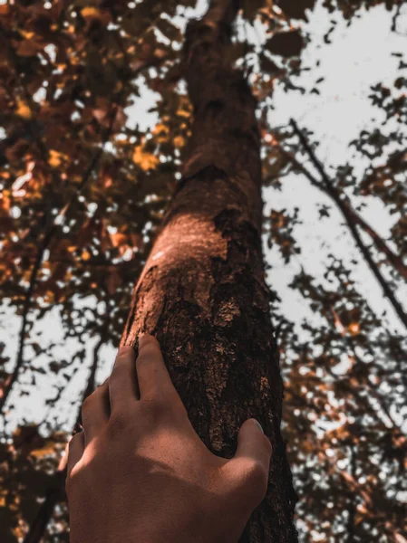 Tiro Ângulo Baixo Uma Mão Tocando Tronco Uma Árvore — Fotografia de Stock