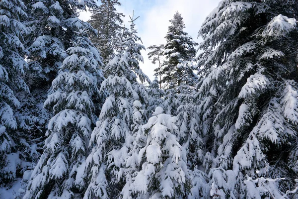 Eine Flache Aufnahme Großer Bäume Mit Schneebedeckten Ästen Einem Wald — Stockfoto