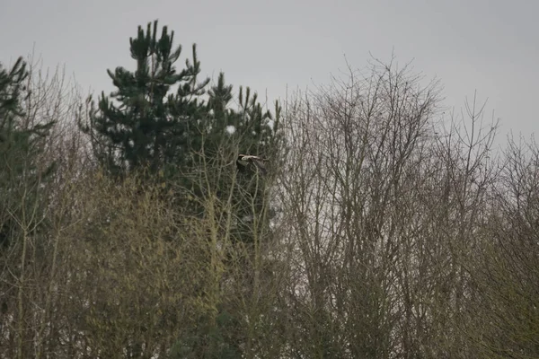 公園内の木の近くを飛ぶ西マーシュ ハリアーの鳥 — ストック写真