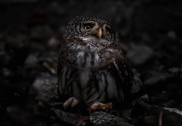 Eurasian Pygmy Owl Ground Dark Forest — Stock Photo, Image