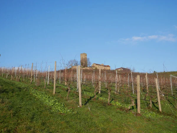 Long Row Grape Vines Planted Fields Vineyards — Stock fotografie