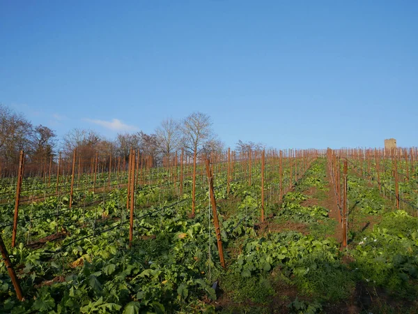 Long Row Poles Raspberries Planted Field — Zdjęcie stockowe