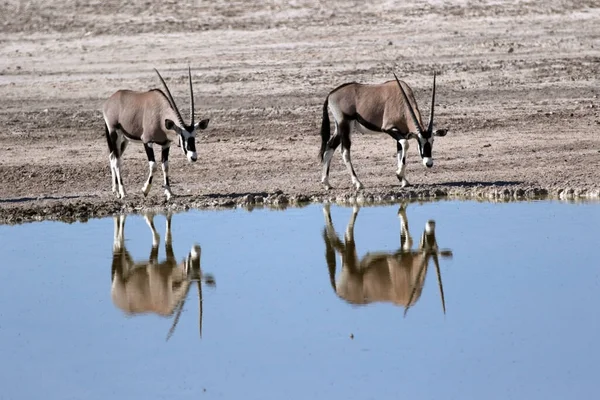 Oryksowe Odbicie Wody Podczas Wizyty Parku Narodowym Etosha Przy Jednym — Zdjęcie stockowe