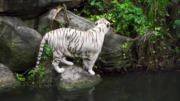 Белый Тигр Воде — стоковое видео