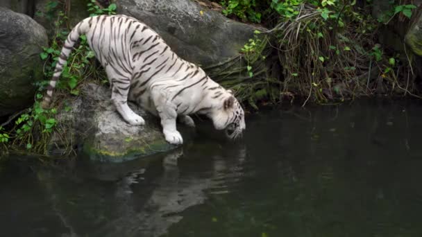 Белый Тигр Зоопарке — стоковое видео