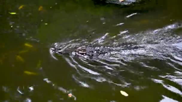 鳄鱼的头在河里游泳 跟随射击 — 图库视频影像