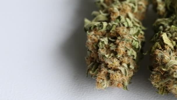 Marijuana Botões Cannabis Close — Vídeo de Stock