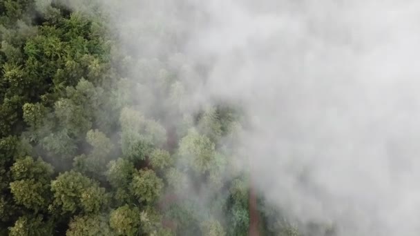 早上从空中俯瞰森林 — 图库视频影像