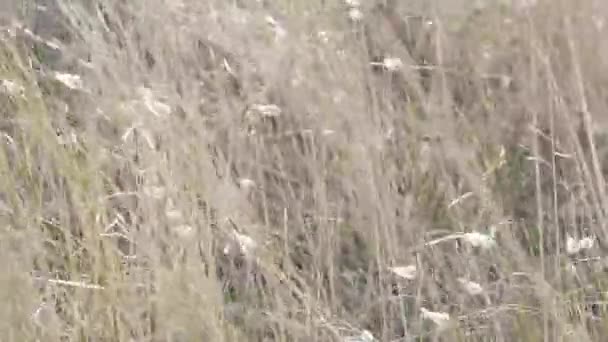 Trawa Rosą Trawniku — Wideo stockowe